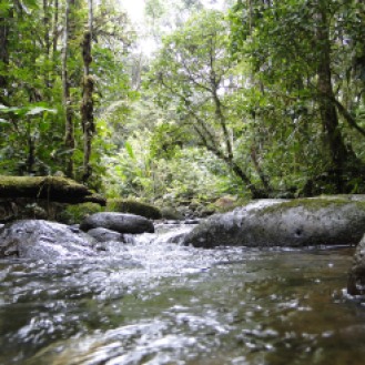 Into the Jungle